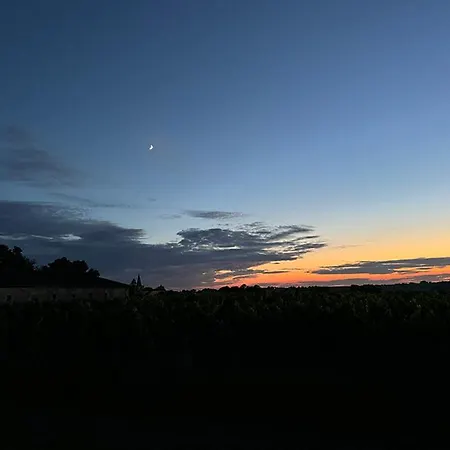 Vineyard At Chateau Puynard