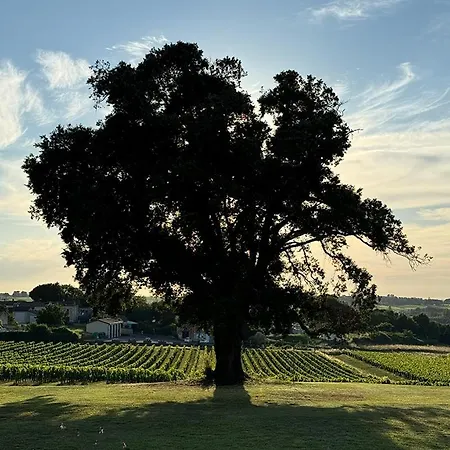 Vineyard At Chateau Puynard *