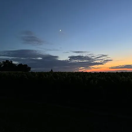 Vineyard At Chateau Puynard Berson