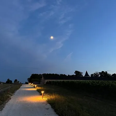 Vineyard At Chateau Puynard