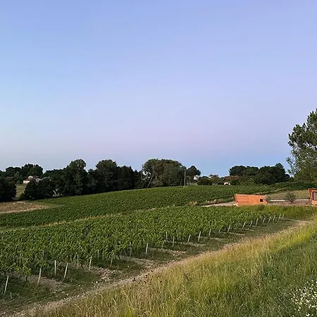 Vineyard At Chateau Puynard Berson