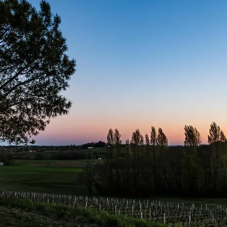 Vineyard At Chateau Puynard *