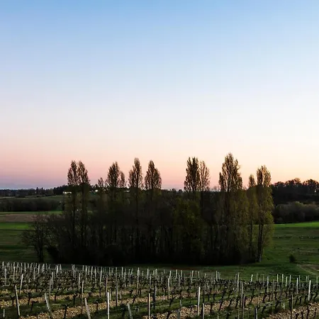 Vineyard At Chateau Puynard Berson
