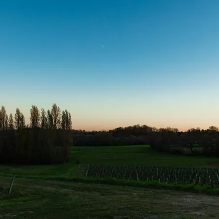 Vineyard At Chateau Puynard