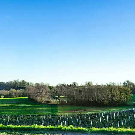 Vineyard At Chateau Puynard Berson