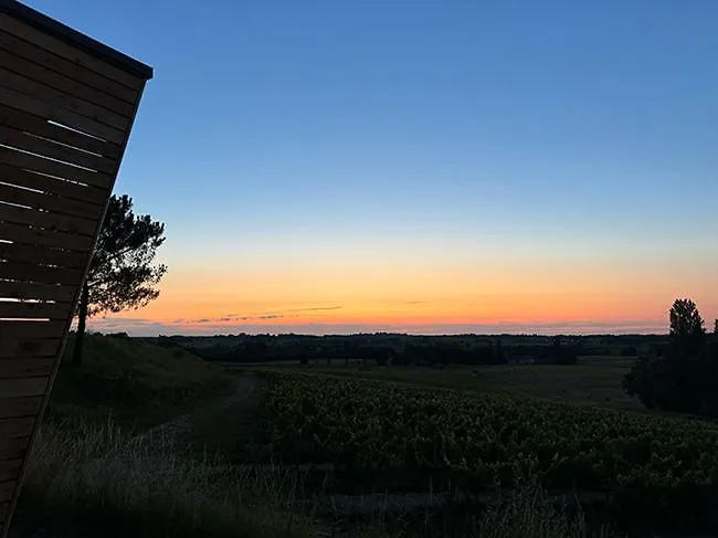 Vineyard At Chateau Puynard *