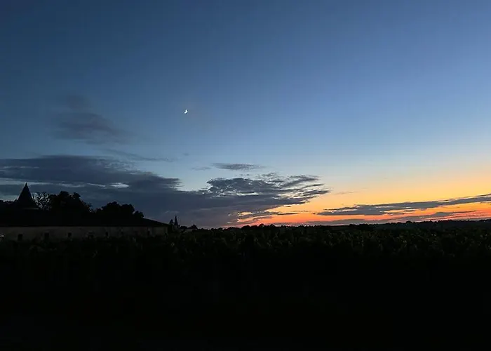 Vineyard At Chateau Puynard