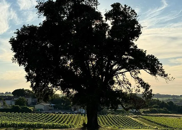 Vineyard At Chateau Puynard *