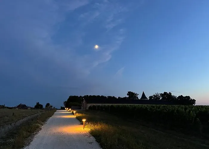 Vineyard At Chateau Puynard