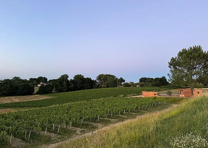 Vineyard At Chateau Puynard Berson